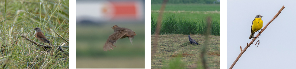 Vogels Rorik